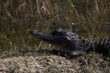 Alligator, Florida, Everglades