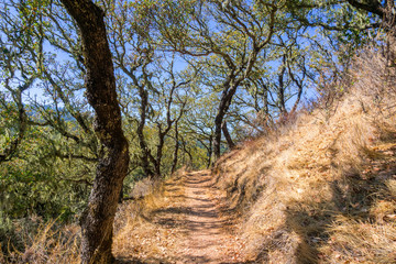 Hiking trail lined up with oak trees in Palo Alto Foothills Park, San Francisco bay area, California