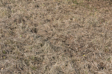 grassland