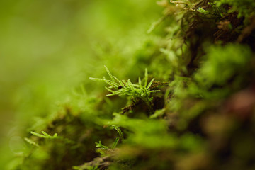 Closeup of vegetation in a canyon