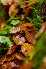 Autumnal canyon landscape with selective focus