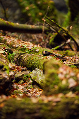 Autumnal canyon landscape with selective focus