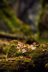 Autumnal canyon landscape with selective focus