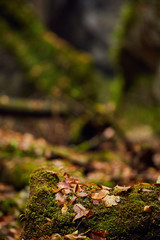 Autumnal canyon landscape with selective focus