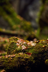 Autumnal canyon landscape with selective focus