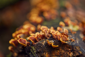 Obraz na płótnie Canvas Mushroom colony on a tree