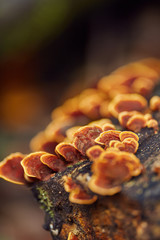 Mushroom colony on a tree