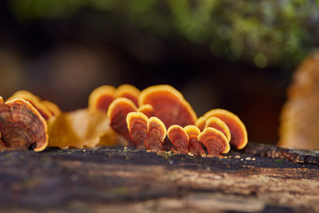 Mushroom colony on a tree