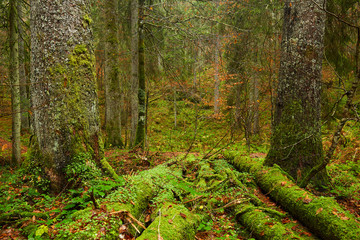 Fall landscape with colorful trees