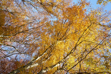 Wald goldener Herbst