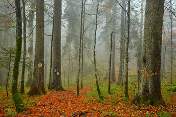Obraz premium Fall landscape with colorful trees