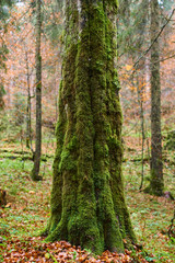 Fall landscape with colorful trees