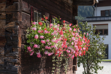 Fototapeta na wymiar flowers on balcony
