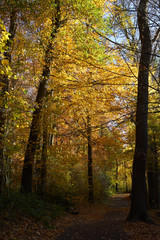 Wald goldener Herbst