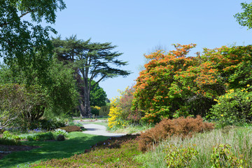 Park with flowering colorful azalea and rhododendron plants, spring flowers, mature trees, on a sunny day . - 233456967