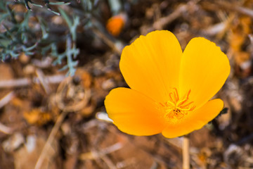 California poppy (Eschscholzia californica) close up;