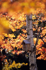 The dwelling of a bird - 小鳥の住処