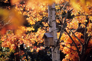 The dwelling of a bird - 小鳥の住処