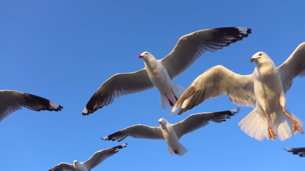 CLOSE UP: Group of cute, curious seagulls catching food while flying