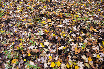 Obraz premium Autumn Fall Season of Brightly Colored Leaves and Blue Sky Thanksgiving Halloween