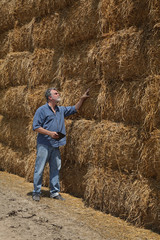 Naklejka na ściany i meble Farmer or agronomist examining bale of packed straw at big pile in a wheat field after harvest using tablet