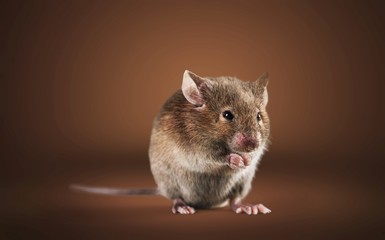 Fototapeta na wymiar Gray mouse animal on background