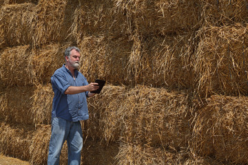 Naklejka na ściany i meble Farmer or agronomist examining bale of packed straw at big pile in a wheat field after harvest using tablet