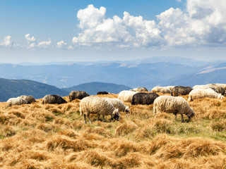 Obraz premium Beautiful mountain landscape with grazing sheep