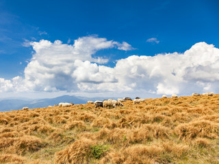 A herd of sheep grazing in the mountains