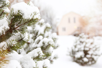 fir branches covered with snow and house in the distance. rural view, blurred background
