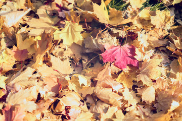 One red maple leaf on a pile of fallen dry yellow foliage. Autumn natural background