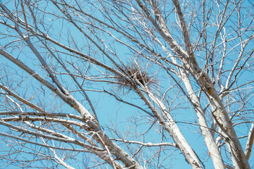 nest on a tree. bird nest on a tree branch