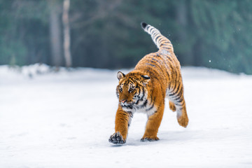 Siberian Tiger in the snow (Panthera tigris)
