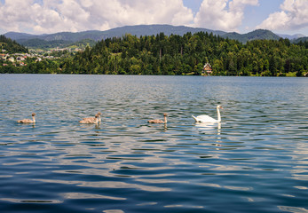 Swans on the lake Bled
