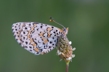 Nymphalidae / Benekli İparhan / / Melitaea didyma