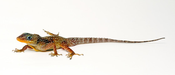 Dominica Anolis (Anolis oculatus) - Dominican anole