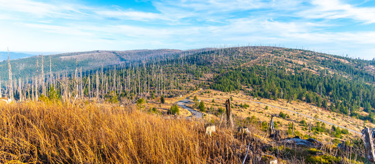 Devasted forest in caues of bark beetle infestation. Sumava National Park and Bavarian Forest, Czech republic and Germany. View from Tristolicnik, Dreisesselberg, to Plechy, Plockenstein. - obrazy, fototapety, plakaty