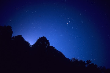 Trees and stars - 木々たちと星空
