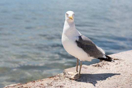 Larus seagull standing at the seaside, clear look