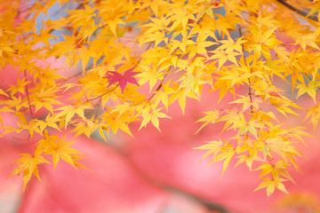 Naklejka na ściany i meble Yellow foliage that shines in red - 紅に映える黄紅葉