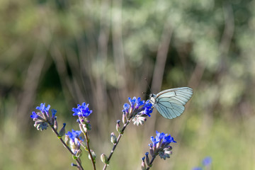 Pieridae / Alıç Kelebeği / Black-veined White / Aporia crataegi