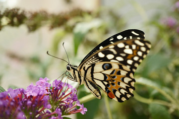Fototapeta na wymiar Tropischer Schmetterling - Zitronen Schmetterling