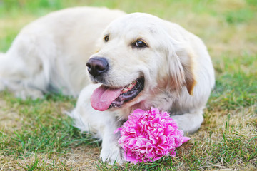 The portrait of a happy Golden Retriever dog lying down on a green grass with a pink peony flower in summer