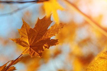A maple leaf in the autumn forest with blurred background and sunlight