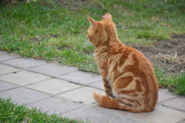 Red cat sitting on a tile sidewalk, backview