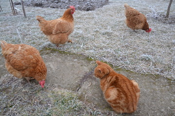 Ginger cat among brown hen in a frozen winter garden