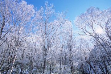 Hoarfrost Trees - 霧氷の木々たち