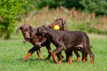 doberman  puppies playing in the garden