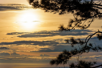 Fototapeta na wymiar Beautiful nature landscape of silhouette the Kesiya tree and the sun on golden sky background during sunrise