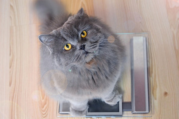 The gray big long-haired British cat sits on the scales and looks up. Concept weight gain during the New Year holidays, obesity, diet for the cat.